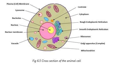 3.2	Anatomy of the cell