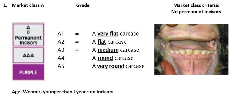 8.2 SOUTH AFRICAN MEAT CLASSIFICATION SYSTEM