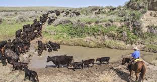 10.5	Care of animals during transportation